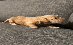 Mixed Breed dogs for sale: Cockapoo cross cavapoo - Image 17