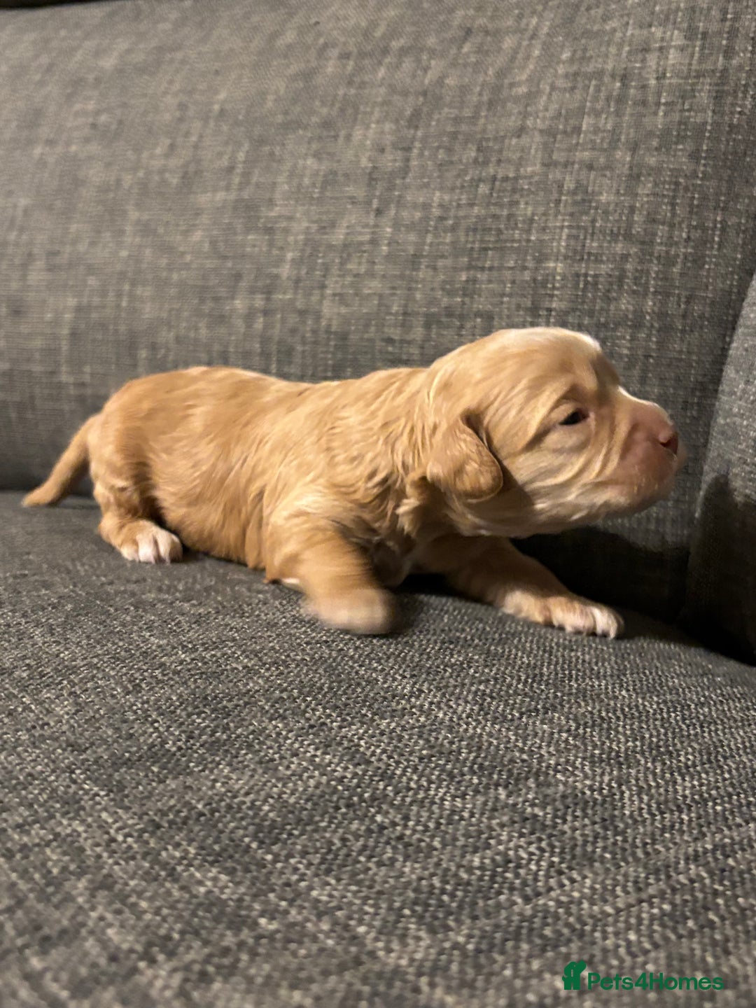 Mixed Breed dogs for sale: Cockapoo cross cavapoo - Image 17