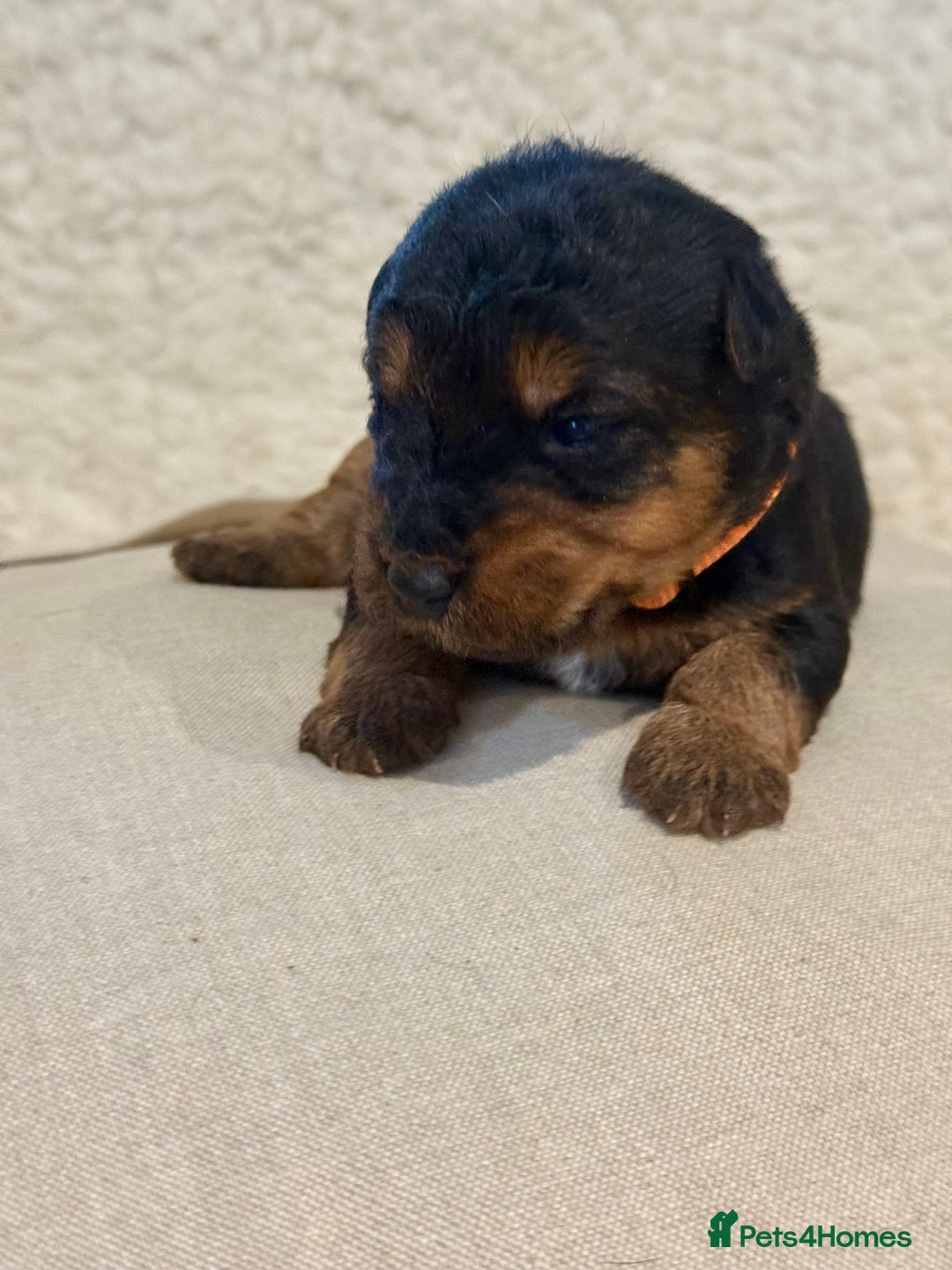 Welsh Terrier dogs for sale: Top Welsh terrier puppies  - Image 11