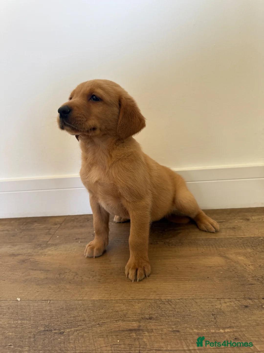 Goldador dogs for sale: Fantastic red goldador puppies  - Advert 2