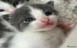 Mixed Breed cats for sale: ❤️*Blue/white & black/white friendly kittens*❤️ - Image 1