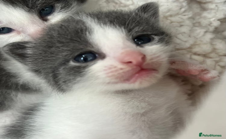 Mixed Breed cats - Advert 16