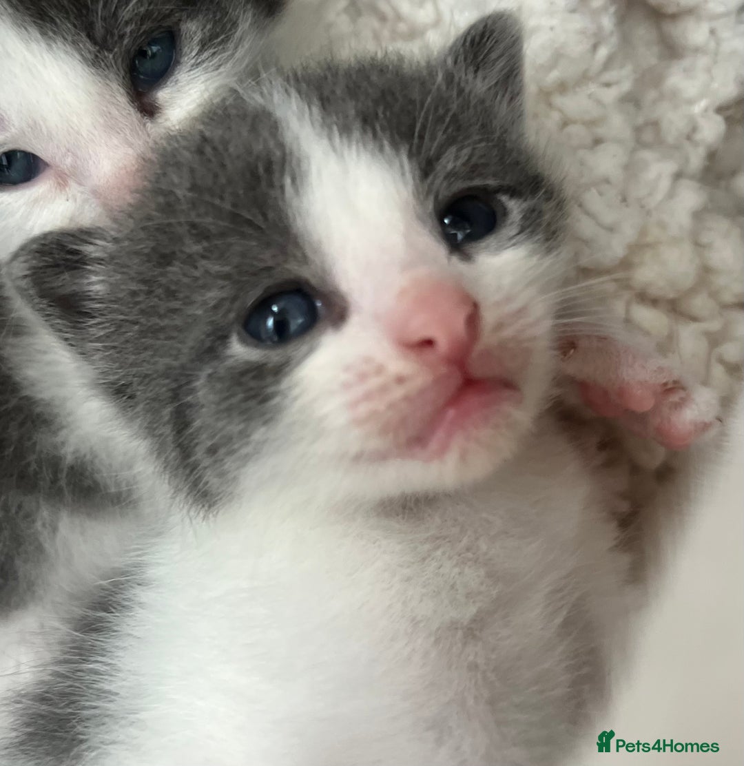 Mixed Breed cats for sale: ❤️*Blue/white & black/white friendly kittens*❤️ - Image 1