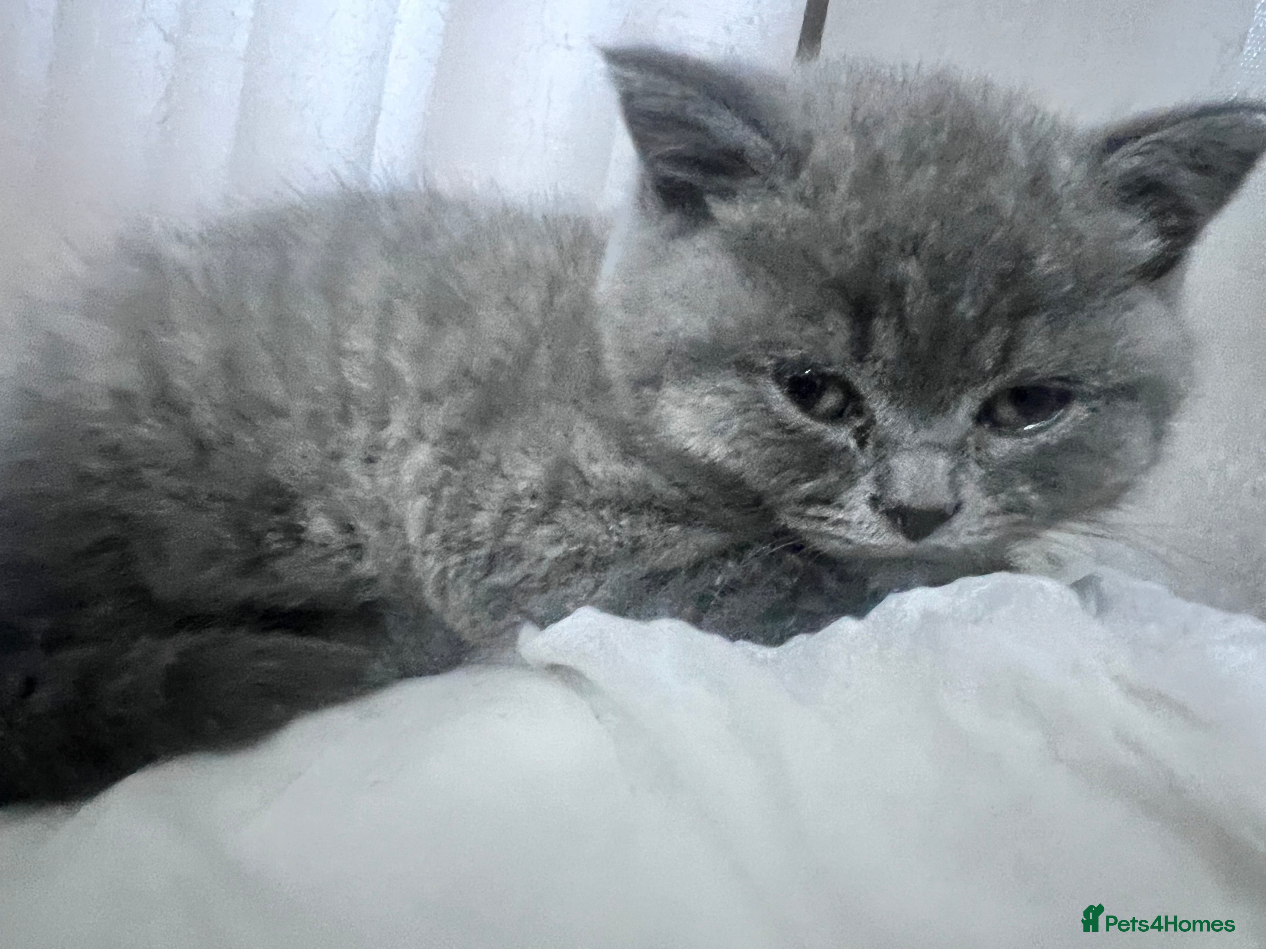 British Shorthair cats British shorthair male - Advert 1