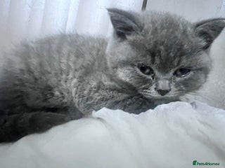 British Shorthair cats British shorthair male - Advert 1