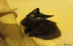 British Longhair cats for sale: 3 kittens for sale, preferably together - Image 7