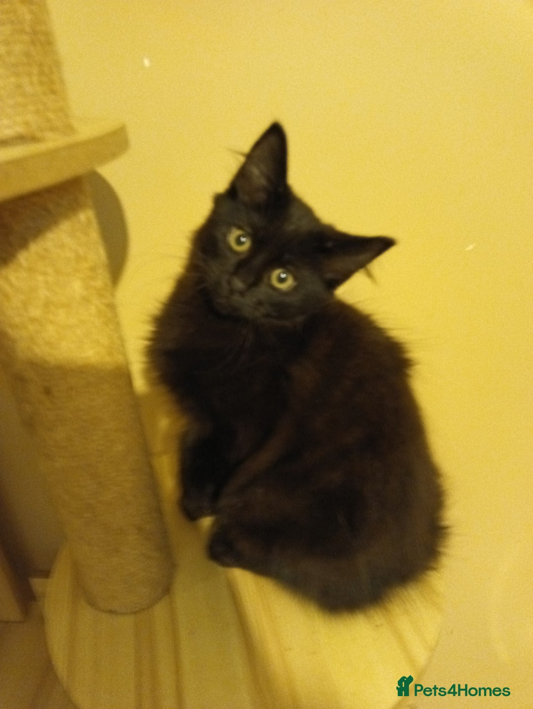 British Longhair cats for sale: 3 kittens for sale, preferably together - Image 7