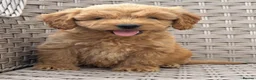 Cockapoo dogs for sale: PRA CLEAR F1 cockapoo puppies - Advert 31