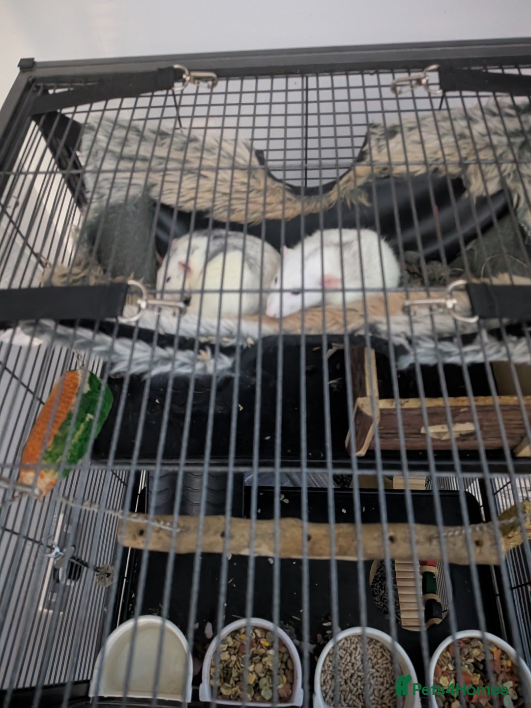 Rat rodents for sale: Rats for free  - Image 3