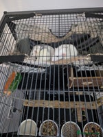 Rat rodents - Advert 11