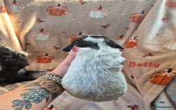 Cocker Spaniel dogs for sale: Reduced**** Ready Now Cocker Spaniel puppies 🐶  - Advert 12