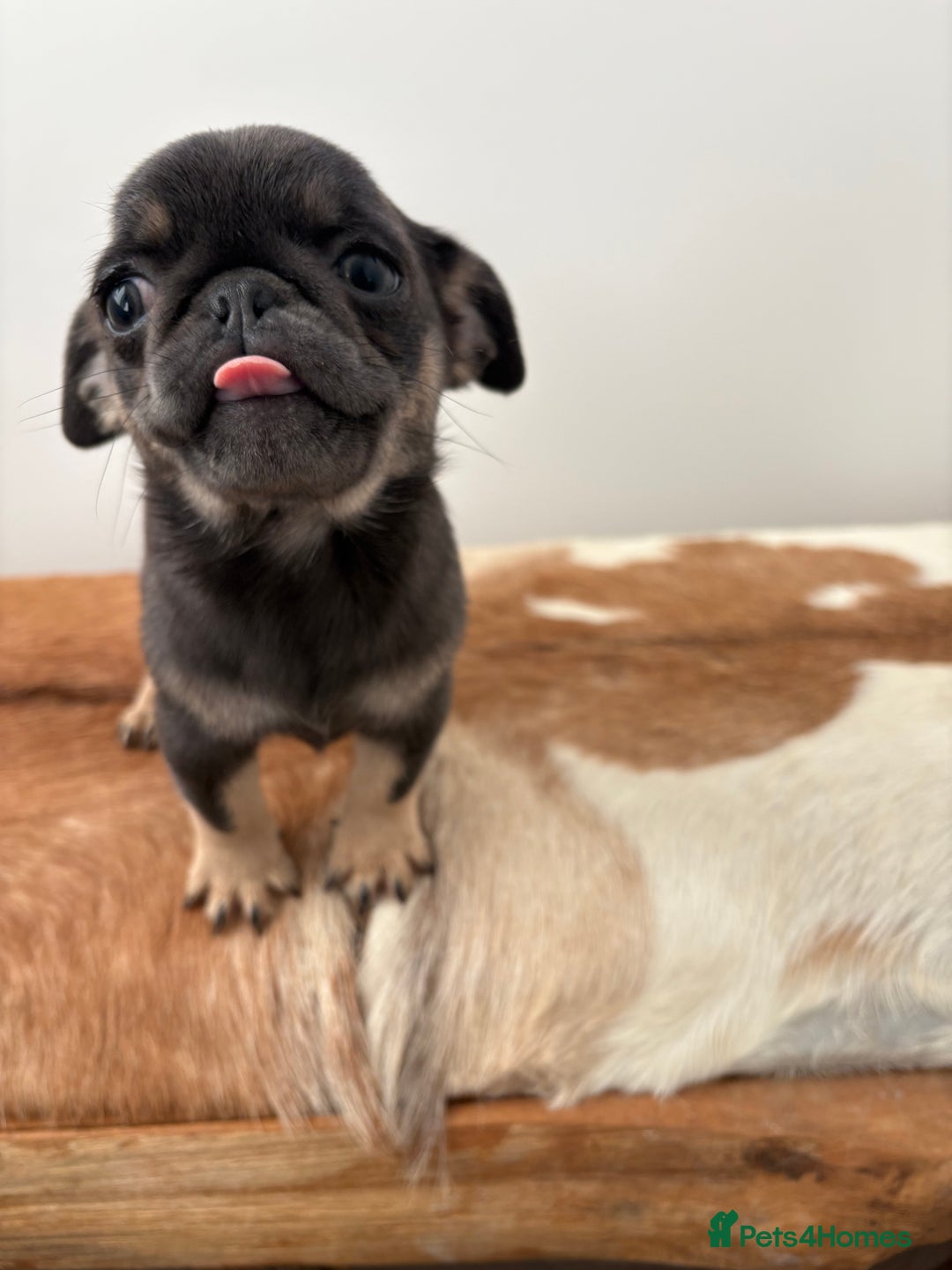 Pug dogs for sale: Beautiful last 2 little girl pugs. - Advert 10