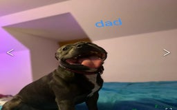Mixed Breed dogs for sale: Blue and blue brindle staffy x bulldog  - Image 11