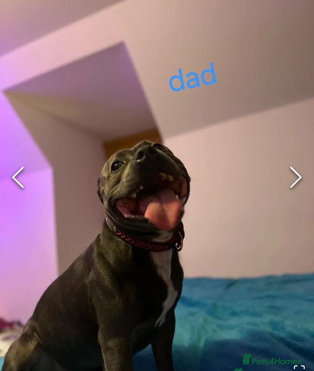 Mixed Breed dogs for sale: Blue and blue brindle staffy x bulldog  - Image 11