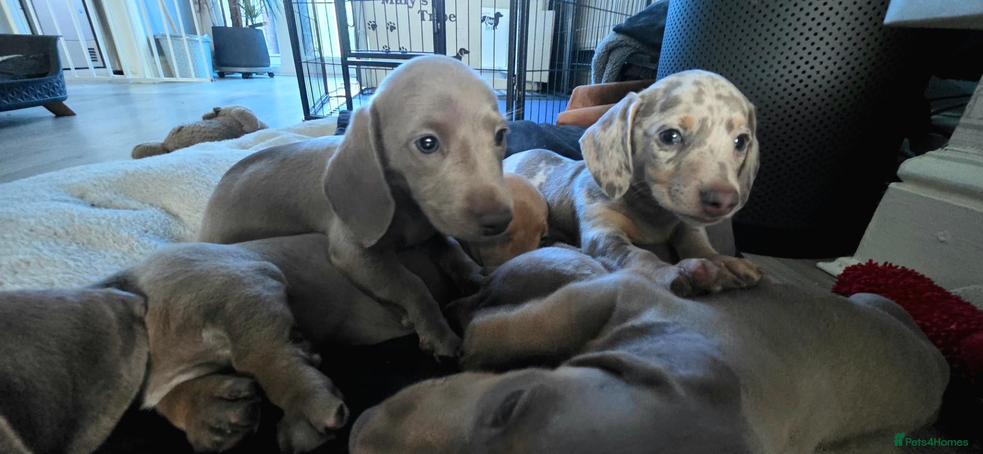 Miniature Dachshund dogs Pedigree Miniature Dachshund AVAILABLE to leave - Advert 2