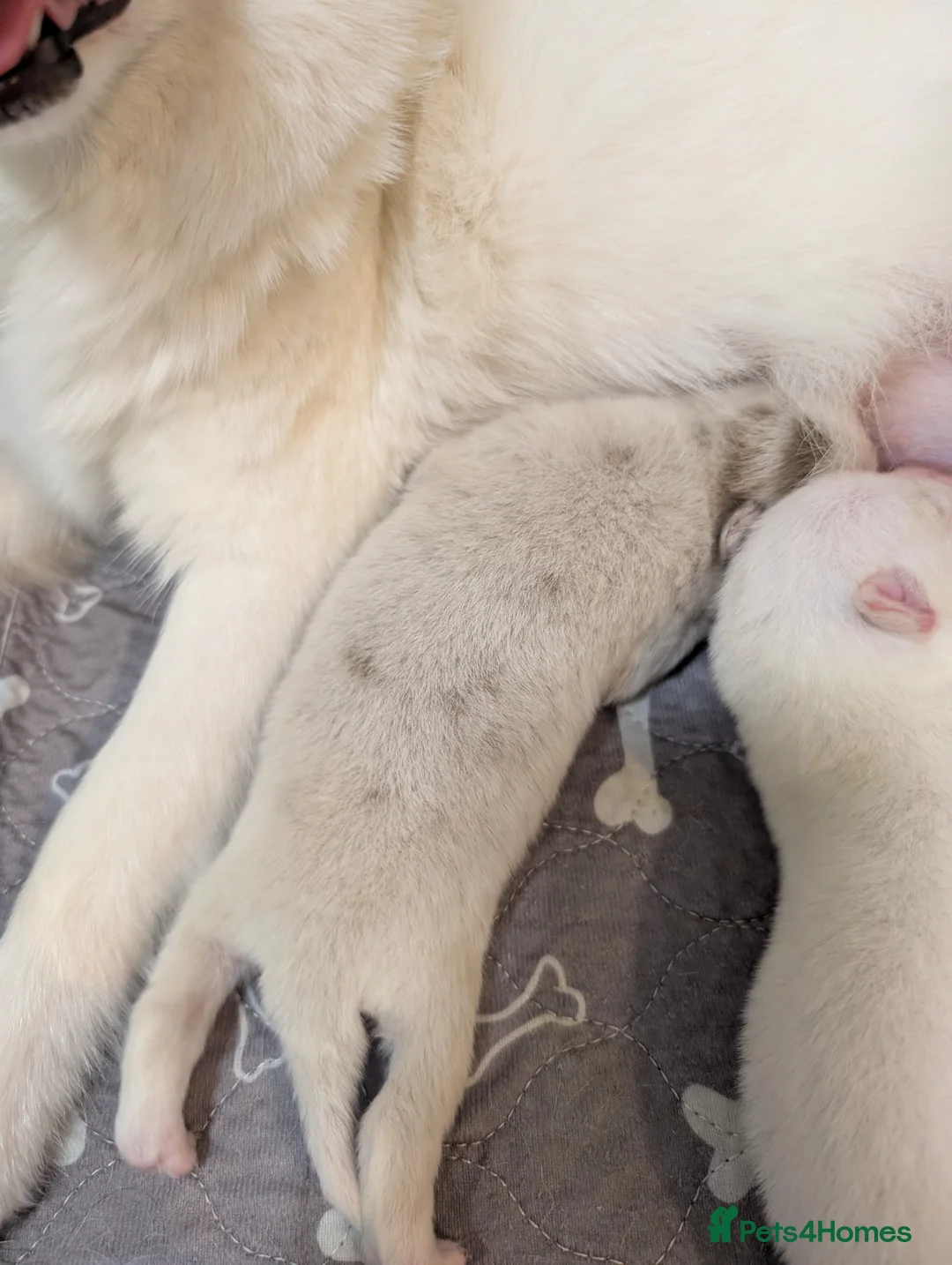 Pomsky dogs for sale: Beautiful pomsky f3 mini - Advert 10