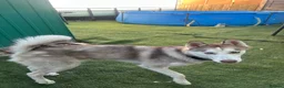 Siberian Husky dogs for sale: Full SiberianHusky Looking for a Loving Home - Advert 4