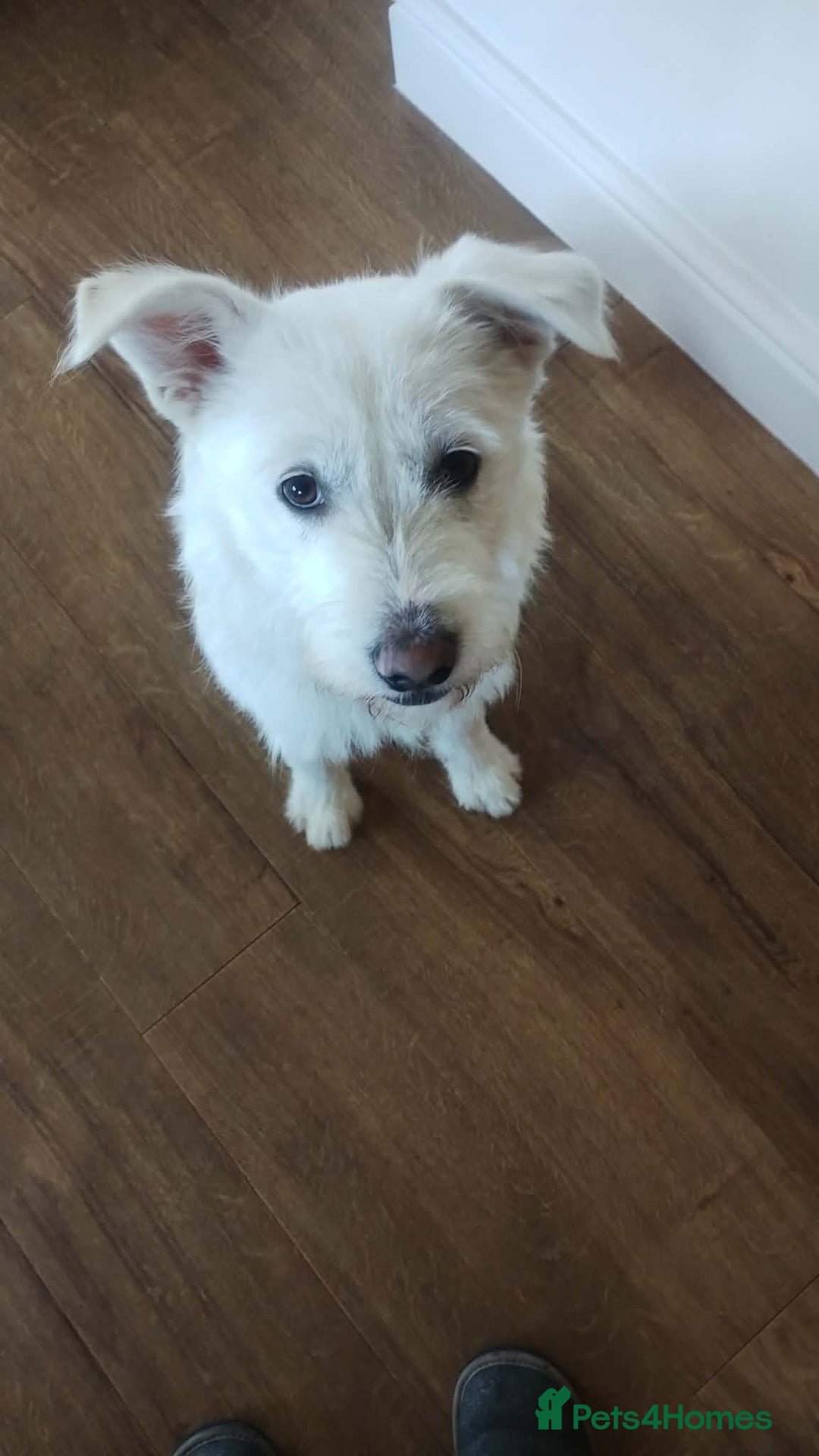 Mixed Breed dogs for adoption: HANDSOME HENRY  - Advert 8