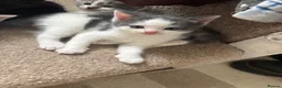 Mixed Breed cats for sale: Male kittens  - Advert 5