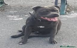 Staffordshire Bull Terrier dogs for sale: Adorable champion bred black staffys puppy's  - Image 7
