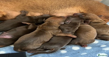 Miniature Dachshund dogs - Advert 1