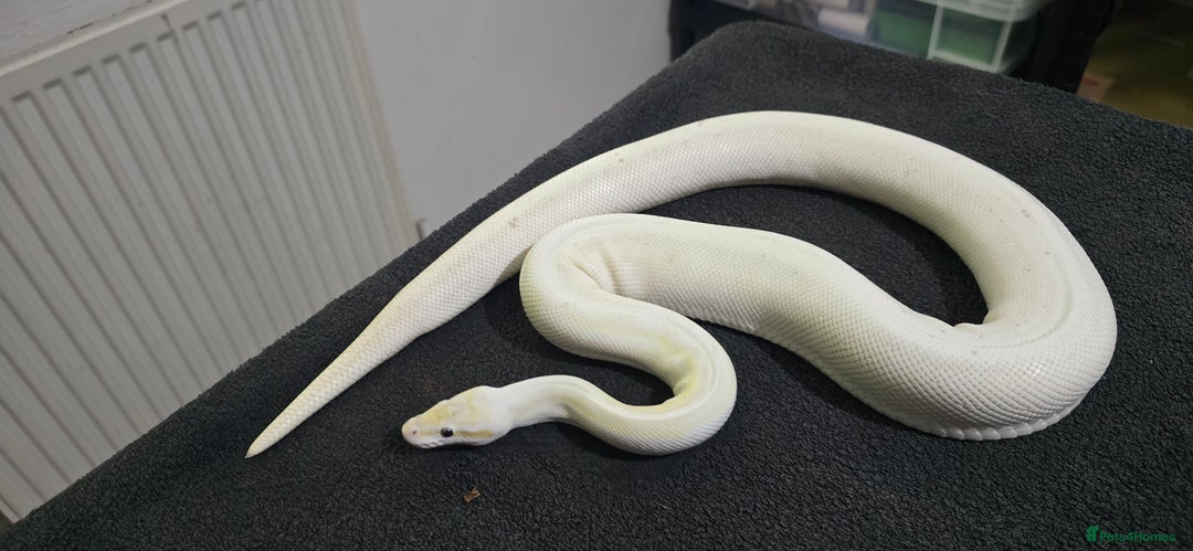 Python Snake reptiles for sale: Mixed Male and Female Royal Pythons - Image 5