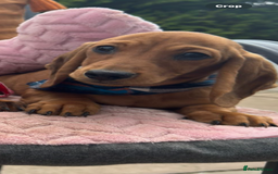 Miniature Dachshund dogs for sale: BEAUTIFUL KC REG & PRA CLEAR MINIS - 0% inbreeding - Image 33
