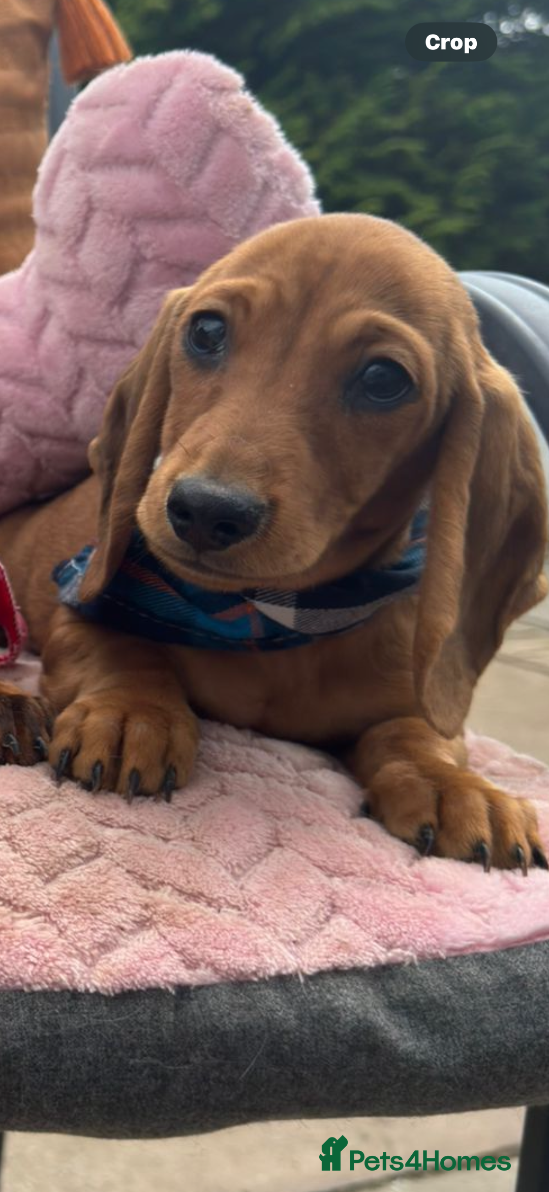 Miniature Dachshund dogs for sale: BEAUTIFUL KC REG & PRA CLEAR MINIS - 0% inbreeding - Image 33