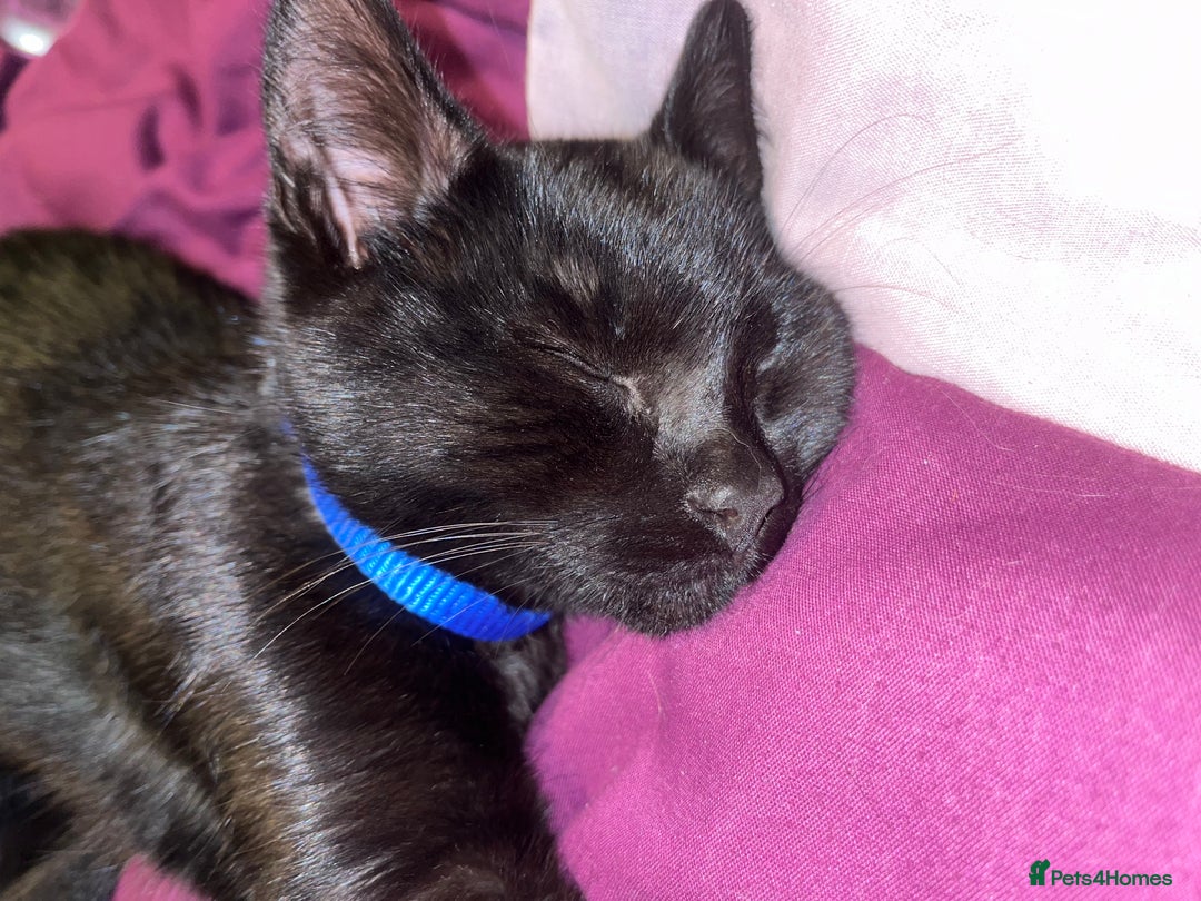 Domestic Shorthair cats for sale: Thor - black cat  - Advert 10