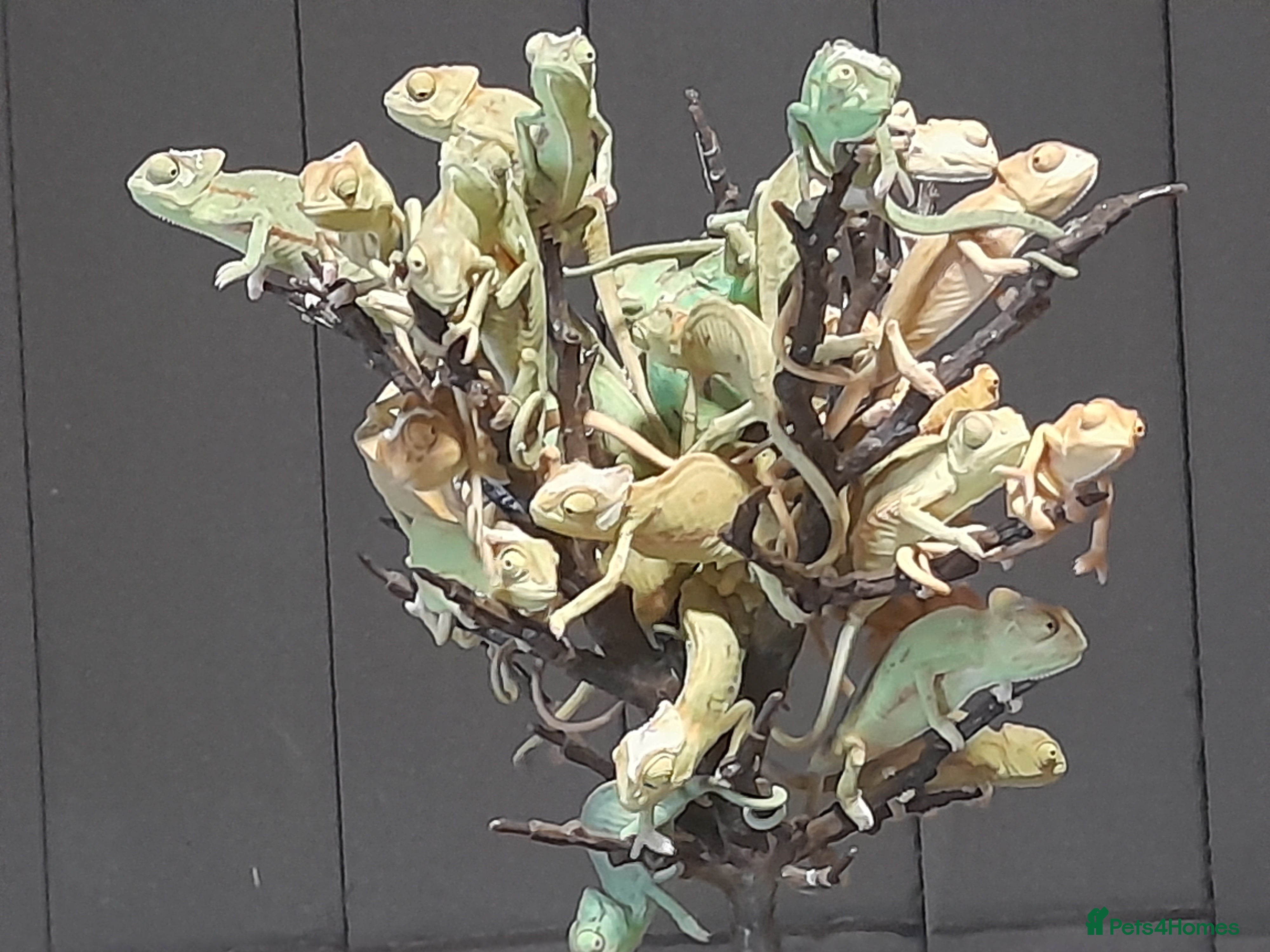 Chameleon reptiles Baby chameleons in Liverpool - Advert 1