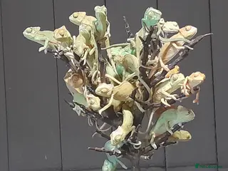 Chameleon reptiles Baby chameleons in Liverpool - Advert 1