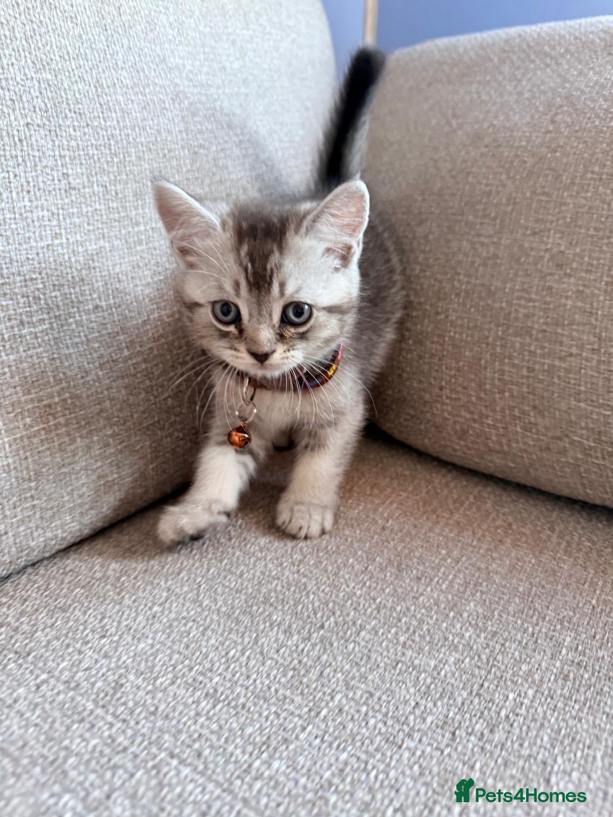 Scottish Fold cats     Adorable Scottish Straight Kitten - Advert 2