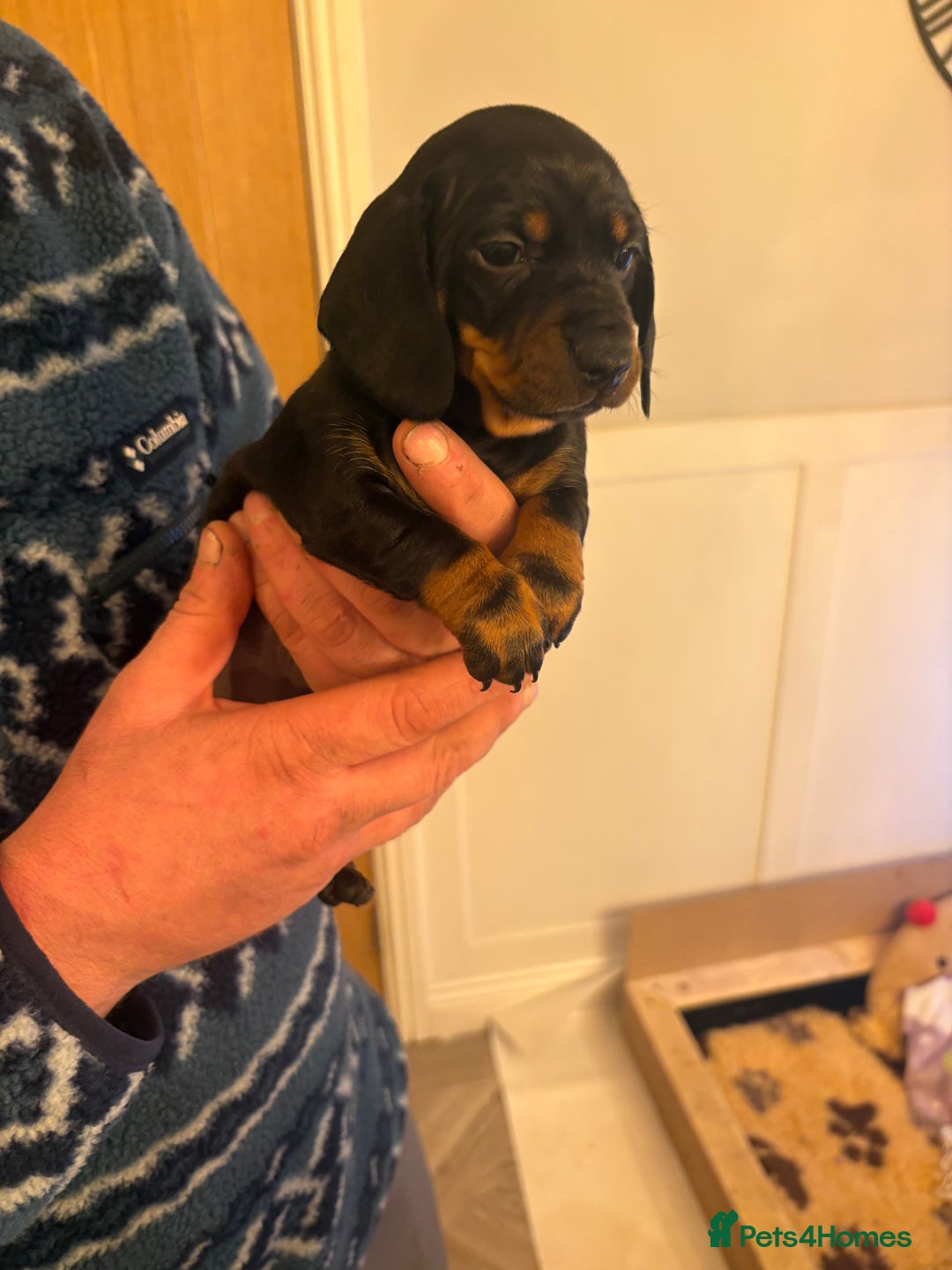 Dachshund dogs for sale: Dachshund puppies.  - Advert 2