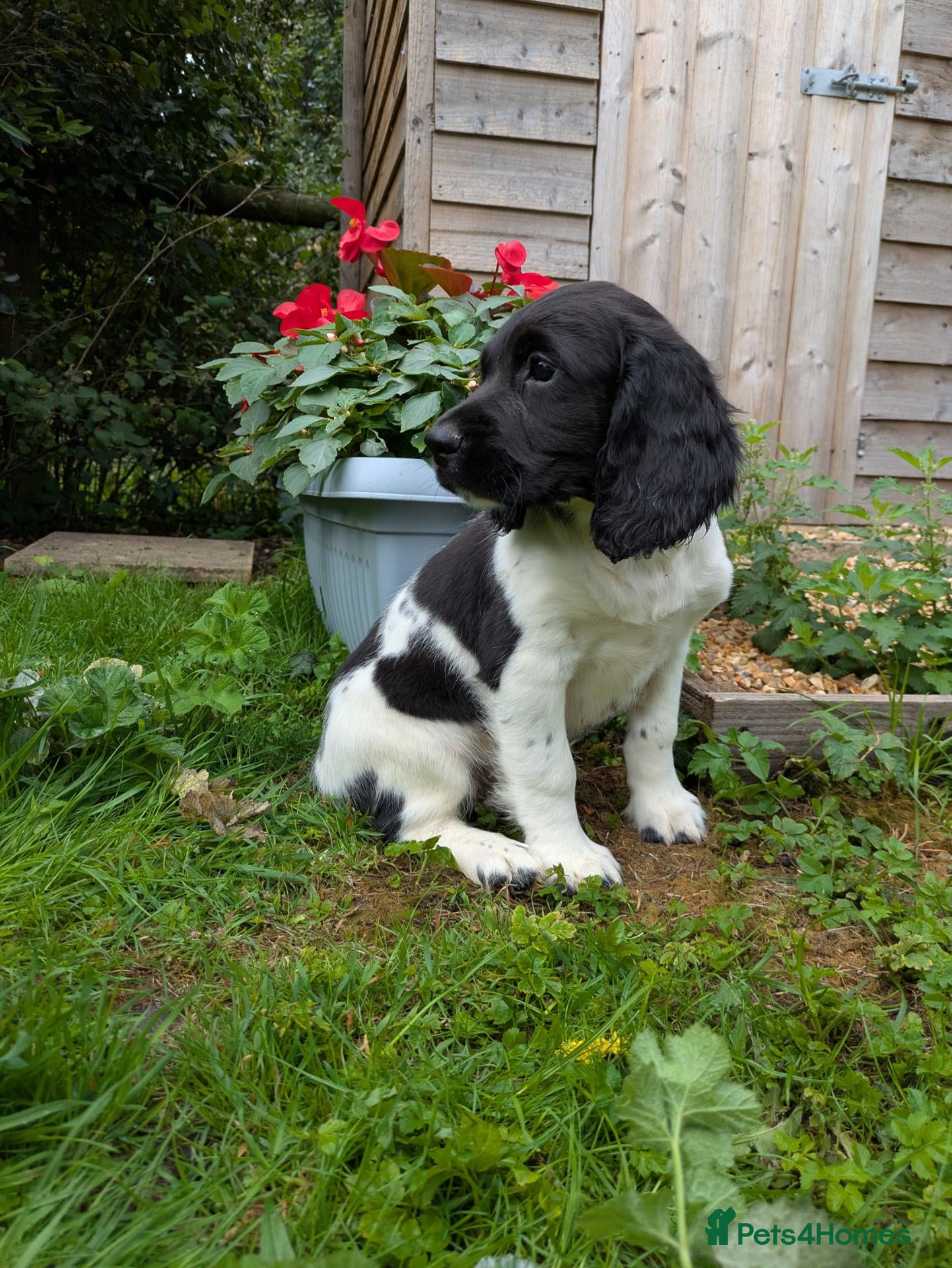 English Springer Spaniel dogs Ready to go! Traditional KC reg English Springer  - Advert 11