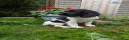 English Springer Spaniel dogs for sale: Ready to go! 1st vaccines Traditional KC reg  - Advert 4