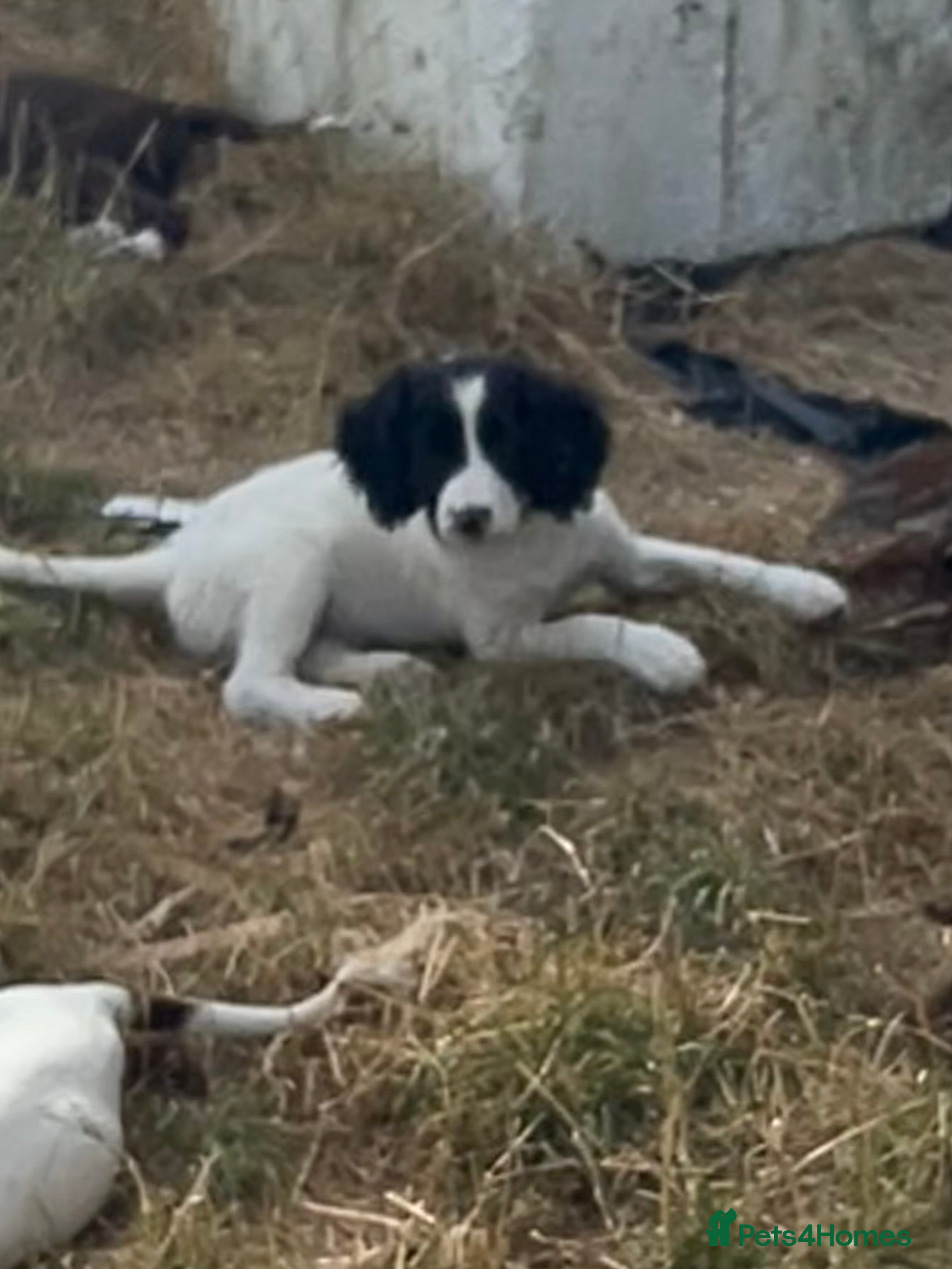 Sprollie dogs Gorgeous Sprollie puppies - Advert 2