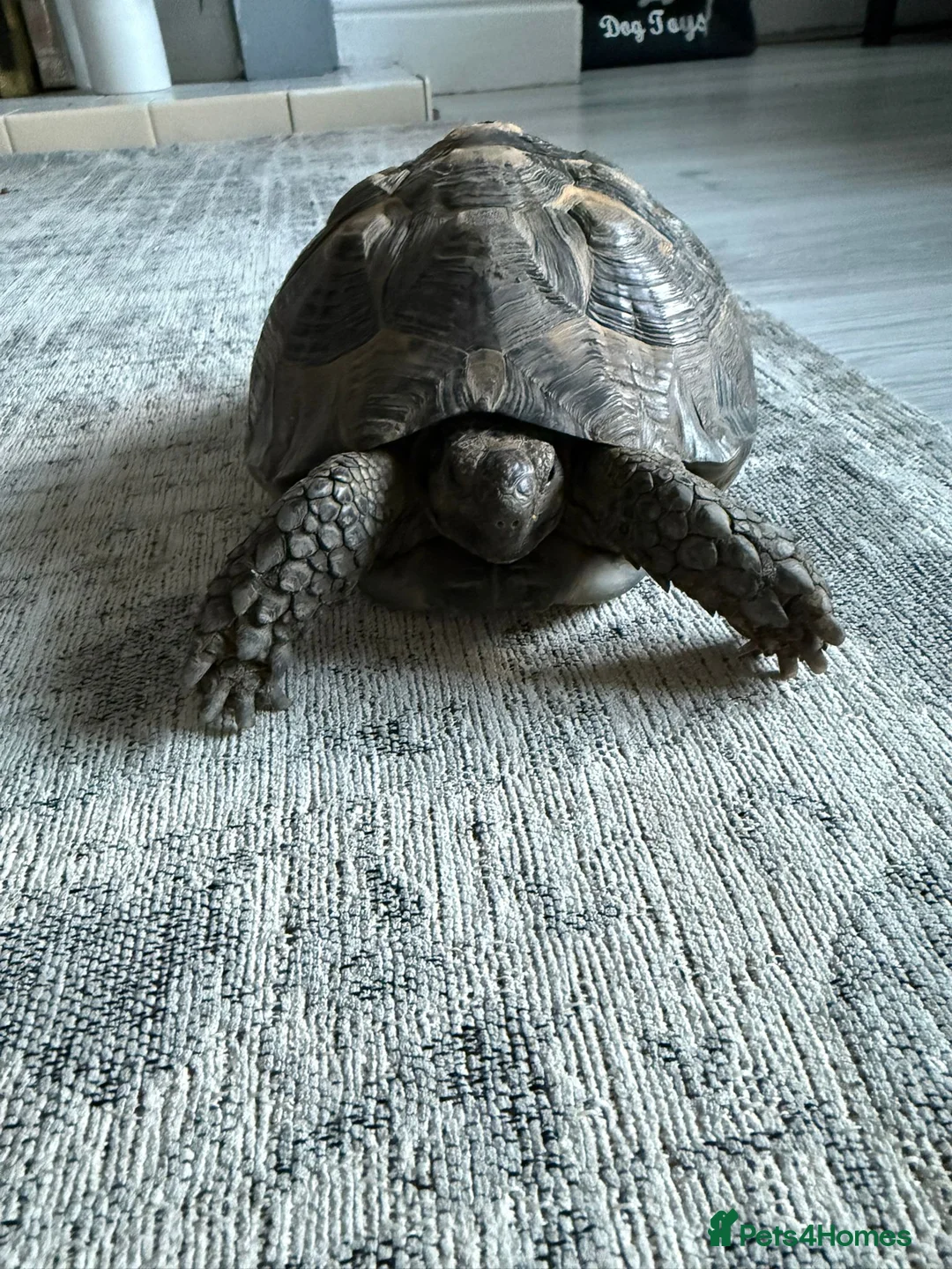 Tortoise reptiles for sale: Spur thigh tortoise  in Seaham - Advert 1