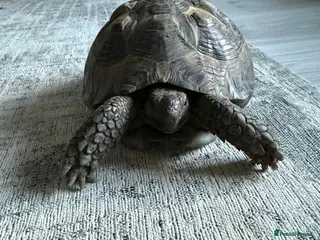 Tortoise reptiles Spur thigh tortoise - Advert 1