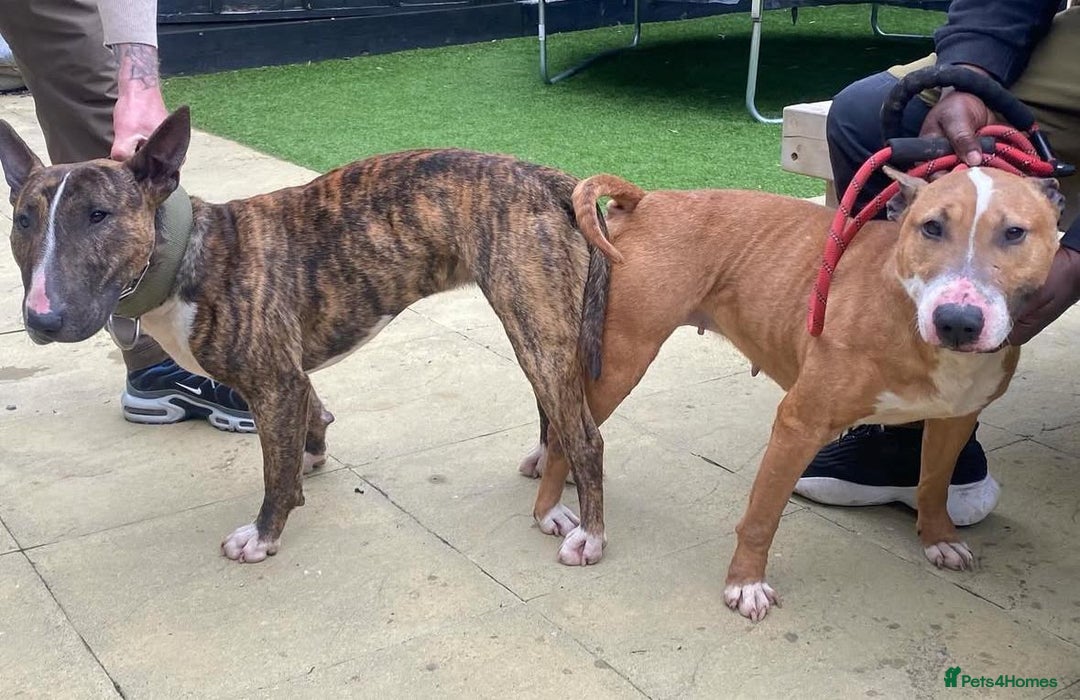 English Bull Terrier dogs for sale: Male English Bull Terrier pup - Image 3