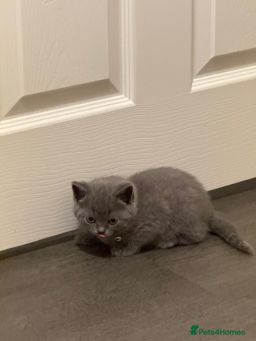 British Shorthair cats for sale: British shorthair - Image 3