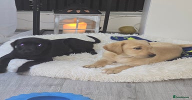 Labrador Retriever dogs - Advert 4