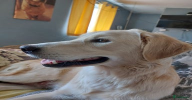 Golden Retriever dogs - Advert 13