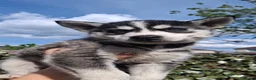 Pomsky dogs for sale: ❤️ G E O R G E O U S POMSKY PUPPIES READY TODAY ❤️ - Advert 19