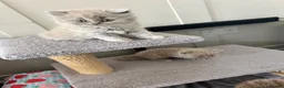 British Shorthair cats for sale: Beautiful lilic grey BSH British shorthair kittens - Advert 8