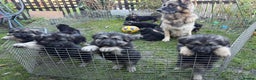 German Shepherd dogs for sale: German Shepherd pups  - Advert 2