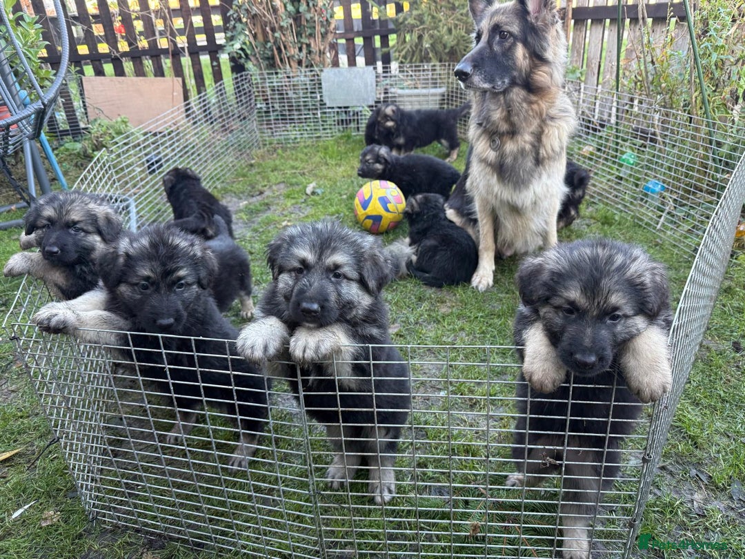 German Shepherd dogs for sale: German Shepherd pups  - Advert 2