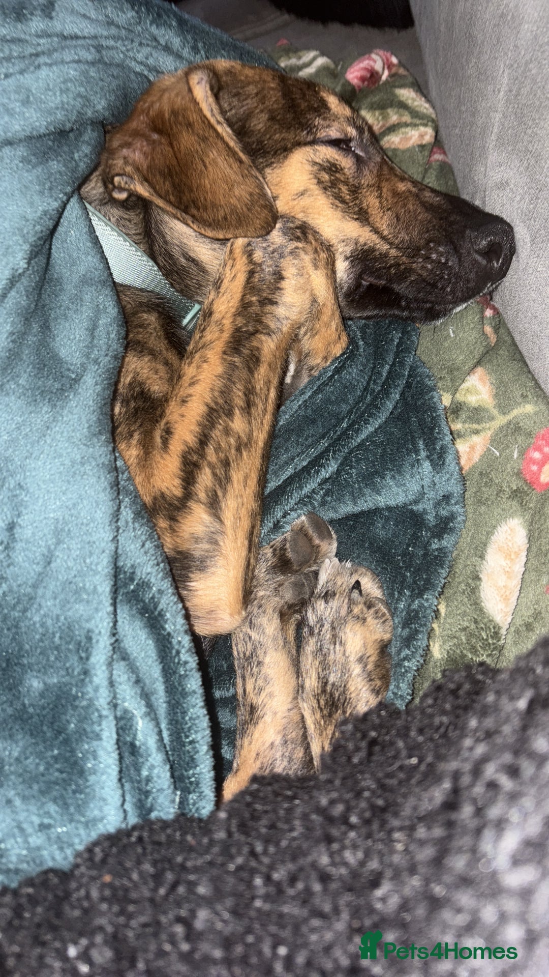 Mixed Breed dogs for sale: Meet Doobie - Advert 7