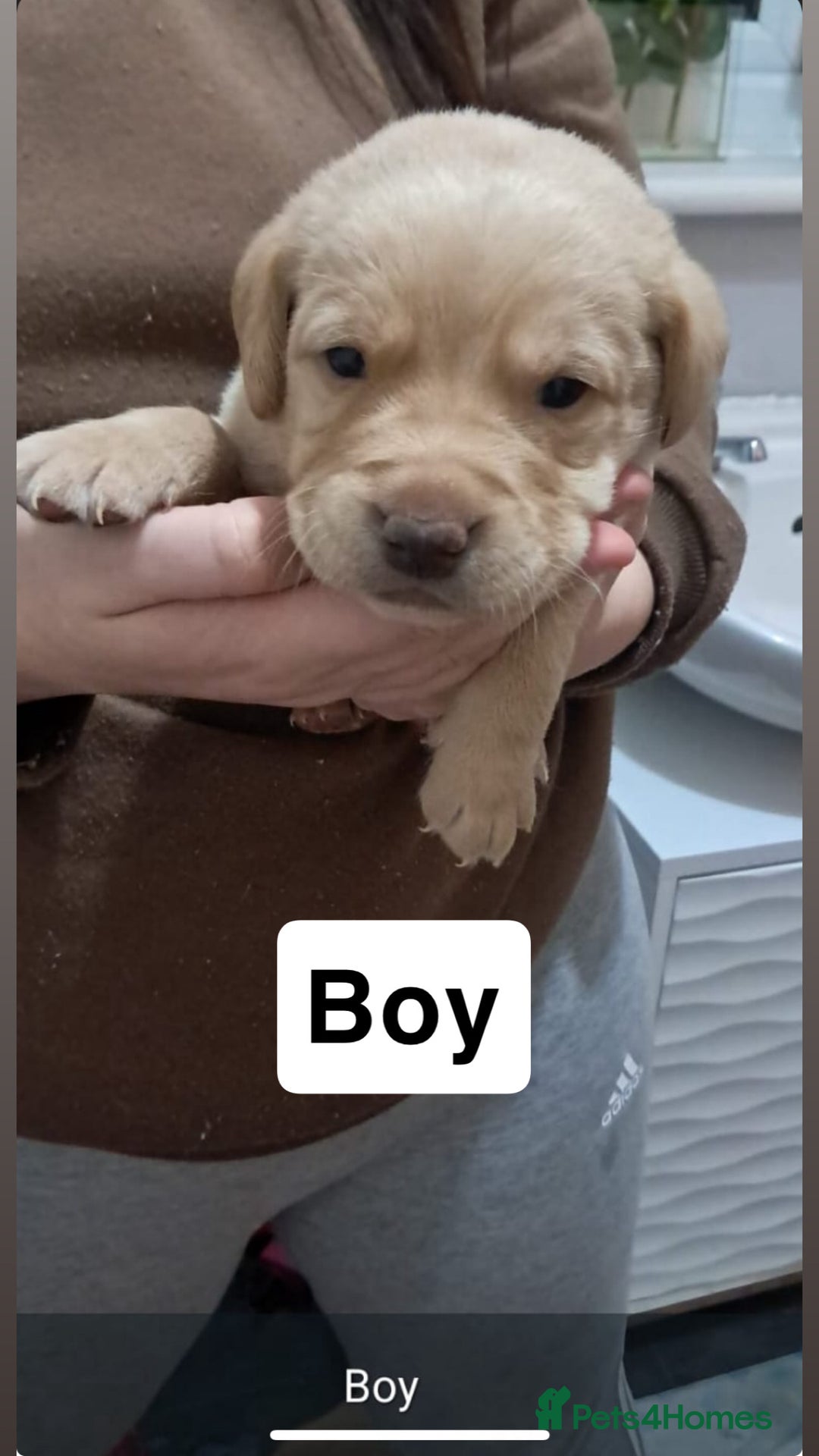 Labrador Retriever dogs for sale: Litter of 8 Labrador puppies  - Advert 2