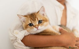 British Shorthair cats for sale: Ready now gorgeus Golden British SH male kitten - Image 1