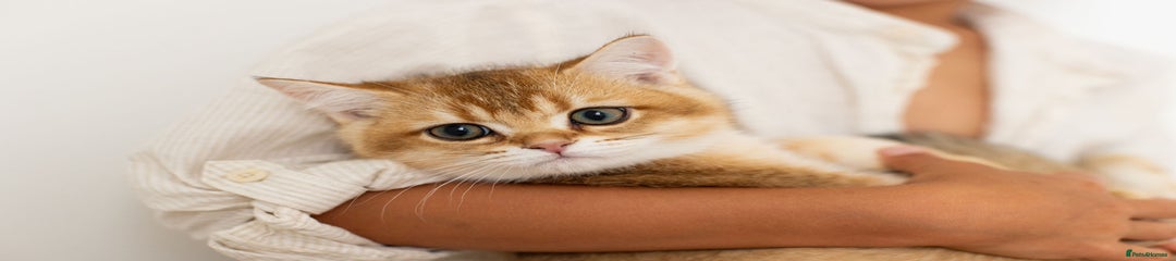 British Shorthair Kitten 2
